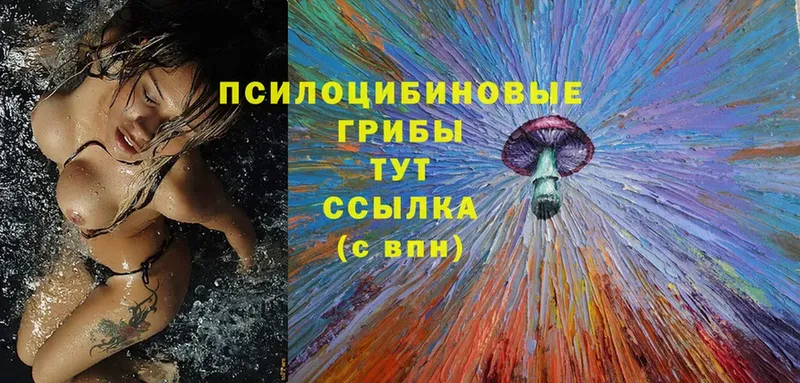 Псилоцибиновые грибы Cubensis  OMG сайт  Вихоревка 